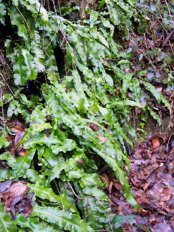 Phyllitis scolopendrium